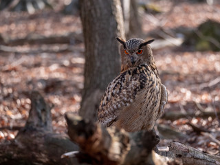 Eurasian eagle-owl (Bubo Bubo) in autumn forest. Eurasian eagle owl sitting on tree. Owl in forest.