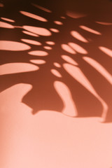 abstract background of shadows palm leaves on a pink wall