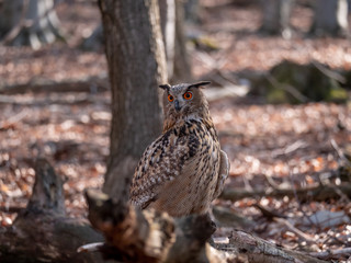 Eurasian eagle-owl (Bubo Bubo) in autumn forest. Eurasian eagle owl sitting on tree. Owl in forest.
