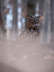 Eurasian eagle-owl (Bubo Bubo) in autumn forest. Eurasian eagle owl sitting on tree. Owl in forest.