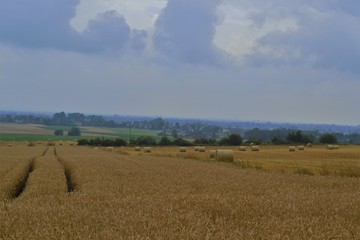  road in a wheat field