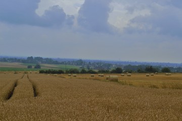 Fototapeta na wymiar road in a wheat field