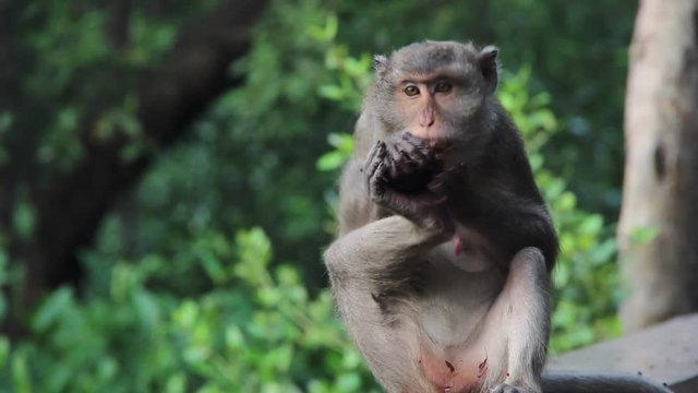 Monkeys is nibbling toddy palm