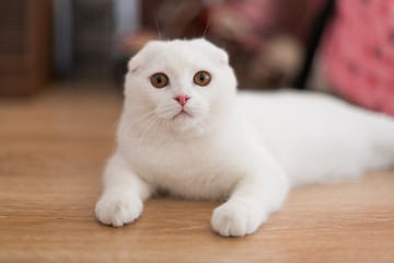 white scottish fold kitten