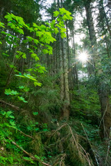 Obraz premium Sun star between the forest trees