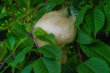 モリアオガエルの卵塊