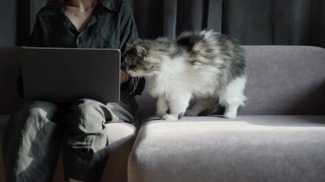 Lazy domestic animal chilling on a girl's hands. Girl is working on a black laptop on sofa and big cat is laying down nearby. Homework, freelance. Work from home. Stay home. Coronavirus quarantine