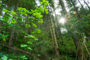 Sun star between the forest trees
