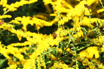 Beautiful little bee on a beautiful flower