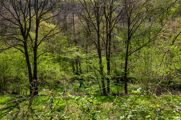 Sunny day in green forest, Weilbach, Germany