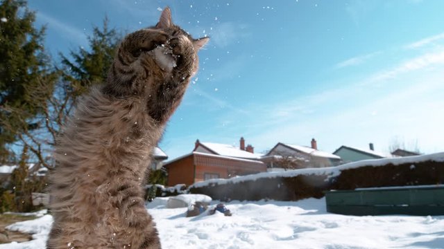 SLOW MOTION, CLOSE UP, DOF: Snowflakes fall on the camera after cat catches snowball with its paws. Frisky kitten playing in the snowy backyard on a sunny winter day. Furry cat playing with snow.