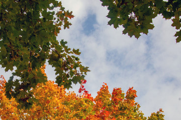 Fototapeta na wymiar Yellowed reddened tree leaves against a blue sky.