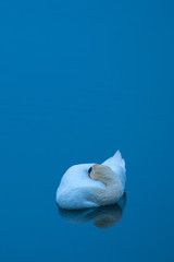 Schlafender Höckerschwan am frühen Morgen