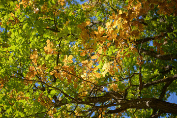 Beautiful colorful leaves in autumn forest. Red, orange, yellow, green and brown autumn leaves. Oak foliage. Seasonal background.