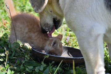 Domestic dog and cats eat together pedigree 