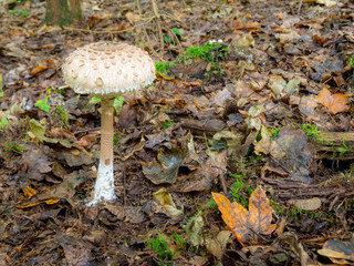 Pilz im herbstlichen  Wald