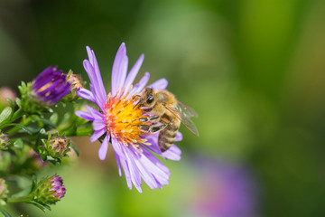 Biene auf Blüte