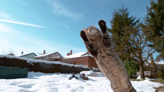 SLOW MOTION, CLOSE UP, DOF: Furry cat jumps and catches a snowball with its front paws. Cinematic shot of a frisky kitten playfully catching a snowball while playing in the snowy backyard in suburbia
