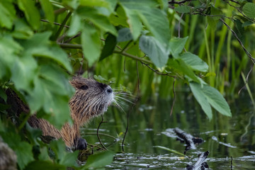 Nutria (Myocastor coypus)