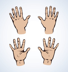 Obraz premium Palm. Vector drawing
