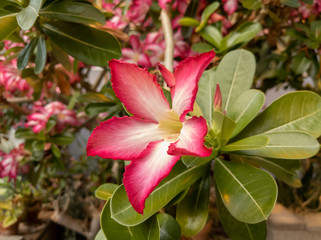 Desert Rose