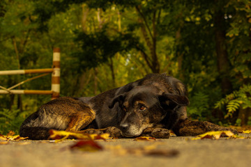 Sad dog in the street, autumn nature