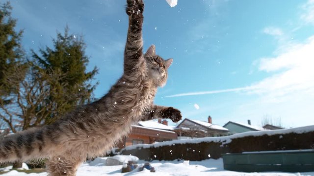 SLOW MOTION, CLOSE UP, DOF: Energetic kitten tries to catch a snowball in mid-air while playing in the garden of a terraced house. Pristine snowflakes fly as tabby cat jumps to catch a small snowball