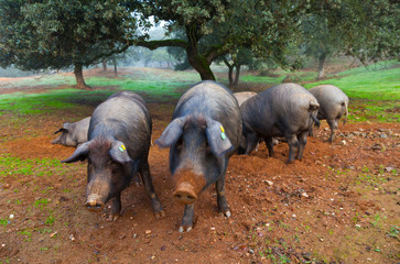 IBERIAN PIG, Sierra de Aracena Natural Park, Huelva, Andalucia, Spain, Europe