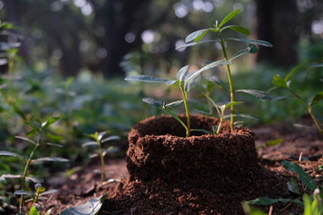 Ant Colony or Ant Nest