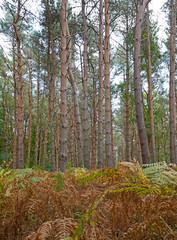 Obraz premium Forest in the autumn, trees and fern Kent, UK 