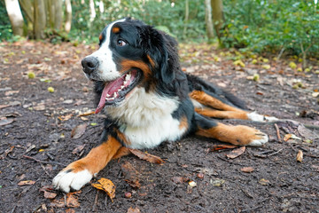 Bernese Mountain Dog lying on the path in the forest, autumn 