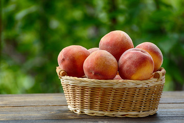 Ripe peaches in a wicker basket, green garden on the background. Fruit season