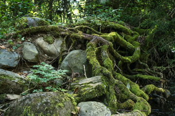 roots of an old tree in the forest 