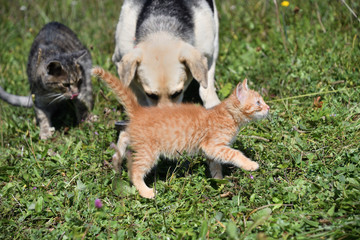 Domestic dog and cats eat together pedigree 