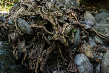 roots of an old tree in the forest 