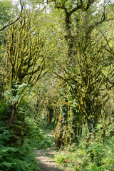 tree with moss on roots in a green forest or moss on tree trunk
