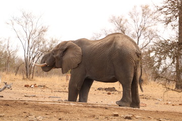 Fototapeta na wymiar african elephant