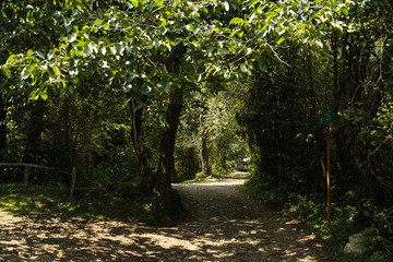 Beautiful Green Forest In Summer. Countryside Road