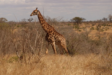 girafa espreguicando
