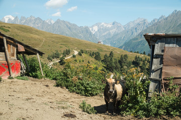 mountains view in Svaneti in Georgia