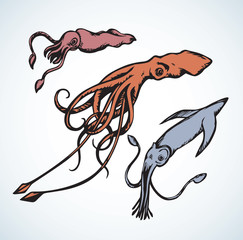Squid. Vector drawing