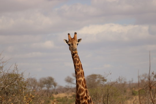 giraffe
