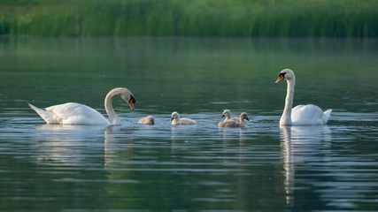 Schwanenfamilie am gründeln