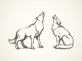 Wolf. Vector drawing