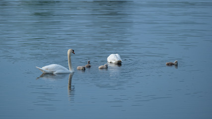 Schwanenfamilie am gründeln
