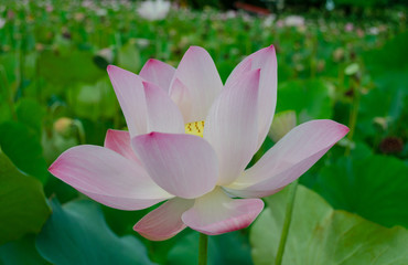 Beautiful lotus flower in blooming in pond at daytime, Summer flowers in Taiwan. The symbol of the...