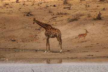 giraffe