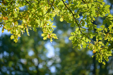 Fototapeta na wymiar Beautiful colorful leaves in autumn forest. Red, orange, yellow, green and brown autumn leaves. Oak foliage. Seasonal background.