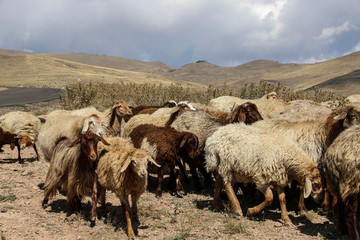 Fototapeta premium Herd of rams and goats crosses the road at the foot of the inactive volcano Sabalan (Savalan) near the city of Ardabil in north-west Iran