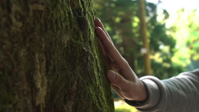 Close-up of hand touching a tree trunk in the forest. Young man is caring about nature and environment. Slow motion